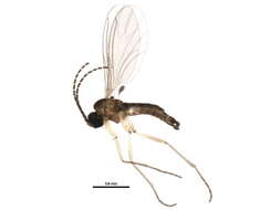 Image of <i>Corynoptera furcata</i>