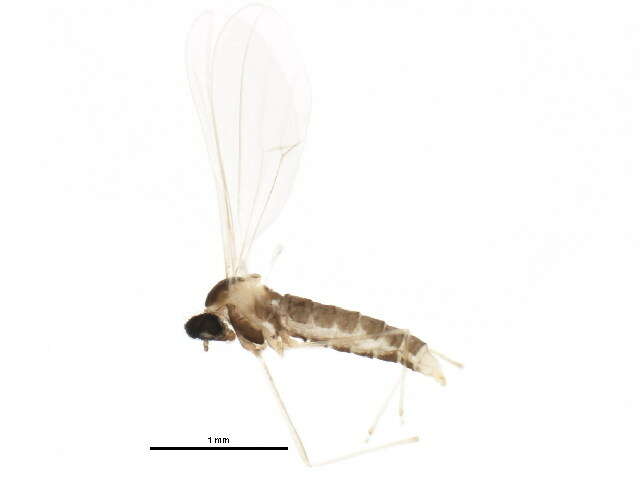 صورة Cecidomyiinae