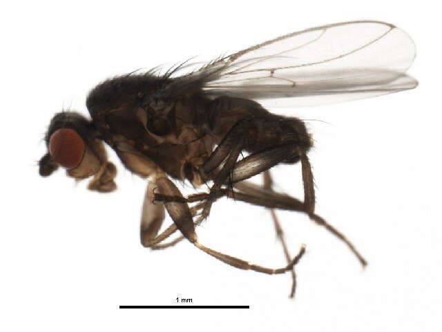 Image of Fly