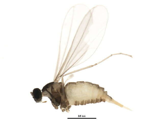 صورة Cecidomyiinae