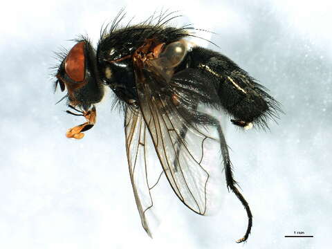 Image of Tufted cluster fly