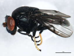 Image of Discomyza