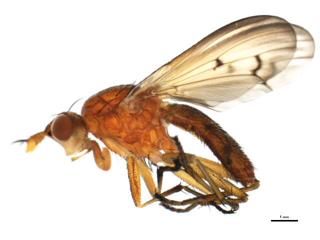 Image of Tetanocera plumosa Loew 1847