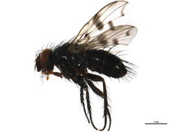 Image of <i>Homalactia harringtoni</i>