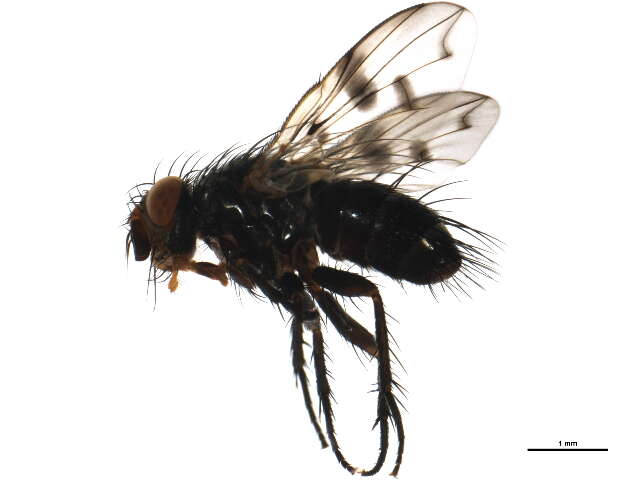 Image of <i>Homalactia harringtoni</i>