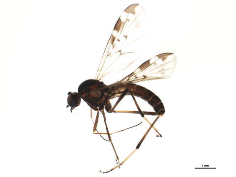 Image of Sylvicola alternatus (Say 1823)