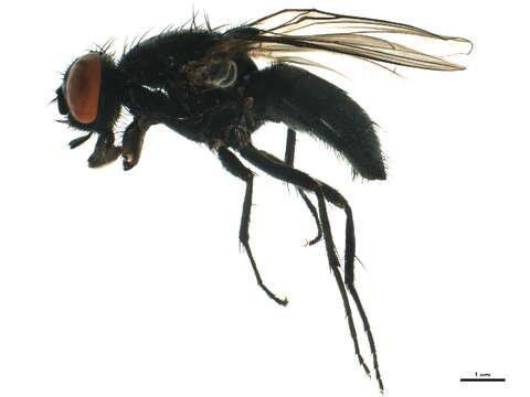 Image of House fly