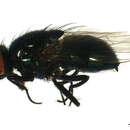 صورة Dasyphora