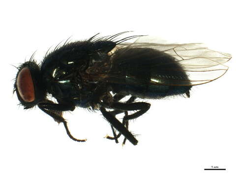 Image of Dasyphora