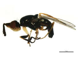 Sivun Prochyliza xanthostoma Walker 1849 kuva