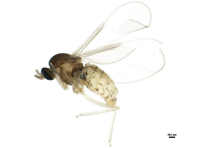 Image of Asteromyia modesta (Felt 1907)