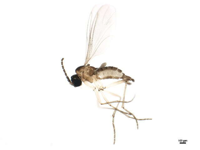 Image of <i>Corynoptera furcata</i>