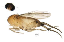 Image of Megaselia arcticae Disney 2004