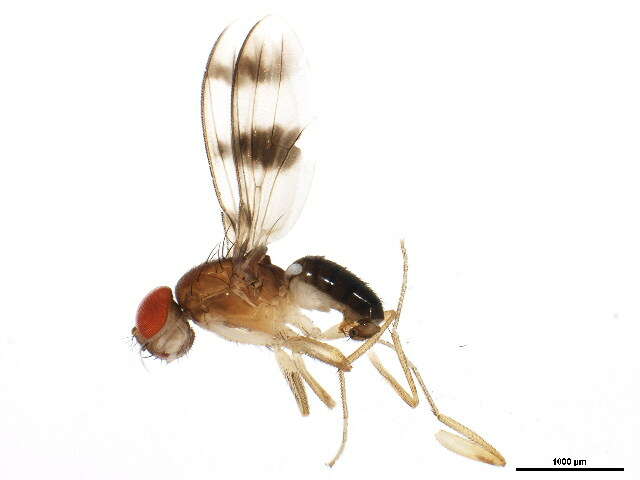 Image of Chymomyza amoena (Loew 1862)