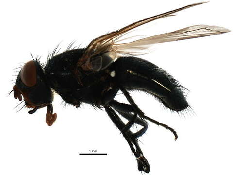 Image of Tufted cluster fly