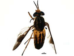 Image of Chrysops aberrans Philip 1941