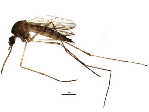 Image of Floodwater Mosquito