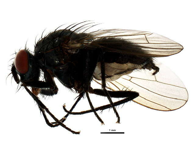 Image of Anthomyia