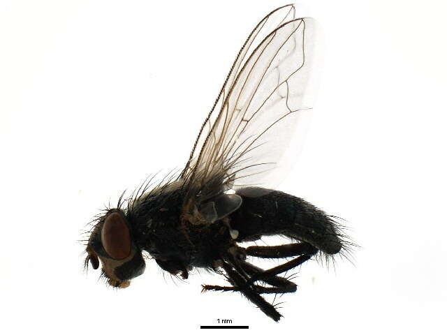 Image of Tufted cluster fly