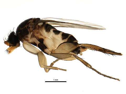 Dohrniphora incisuralis (Loew 1866) resmi