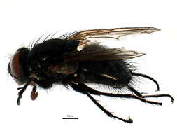 Image of Tufted cluster fly