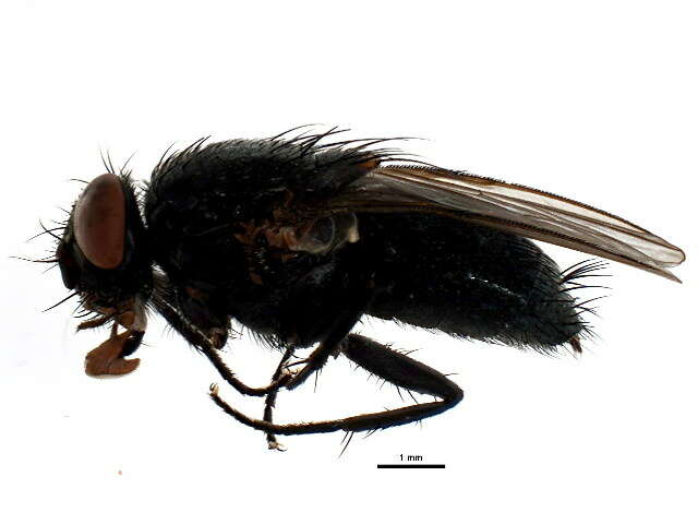 Image of House fly