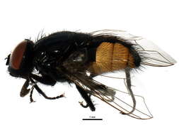 Image of Face Fly