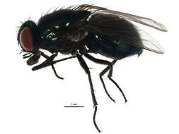 صورة Dasyphora