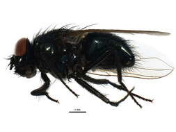 صورة Dasyphora