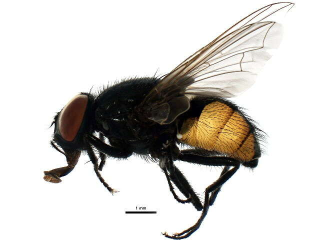 Image of Face Fly