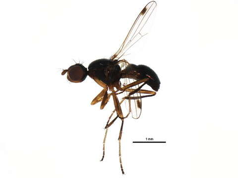 Image of Black scavenger fly