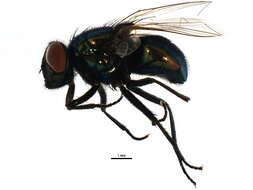 Image of Neomyia