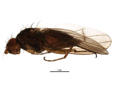 Image of Heteromyza oculata Fallen 1820