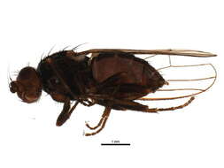 Image of <i>Heleomyza brachypterna</i>