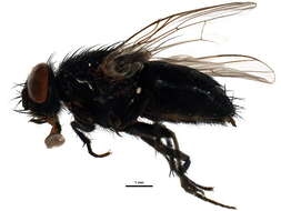 Image of House fly