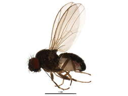 Image of Drosophila affinis Sturtevant 1916