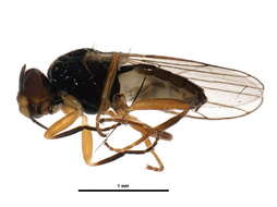 Image of Elachiptera