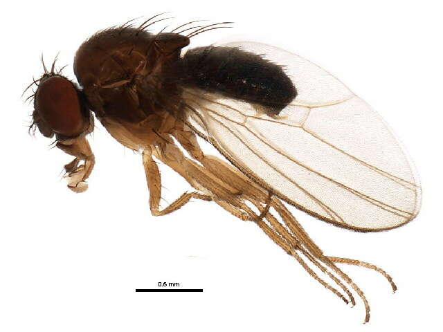 Image of Drosophila affinis Sturtevant 1916