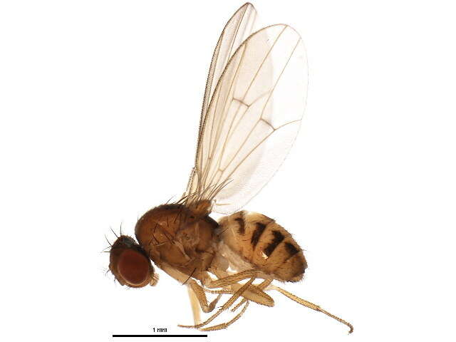 Imagem de Drosophila neotestacea Grimaldi, James & Jaenike 1992