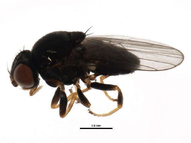 Image of Tricimba melancholica (Becker 1912)