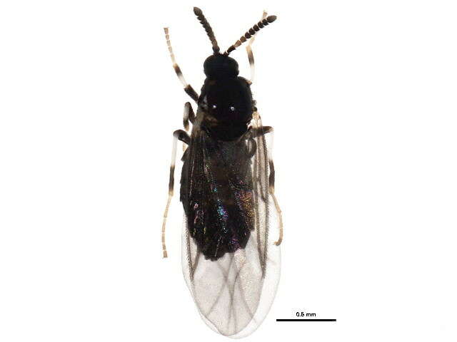 Image of minute black scavenger flies