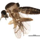 Image of Forcipomyia bipunctata (Linnaeus 1767)