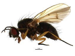 Image of Helina depuncta (Fallen 1825)