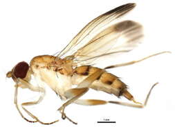 Image of Clusia lateralis Walker 1849