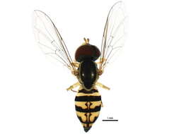 Image of Toxomerus geminatus (Say 1823)