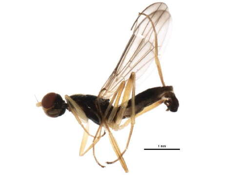 Imagem de Strongylophthalmyia angustipennis Melander 1920