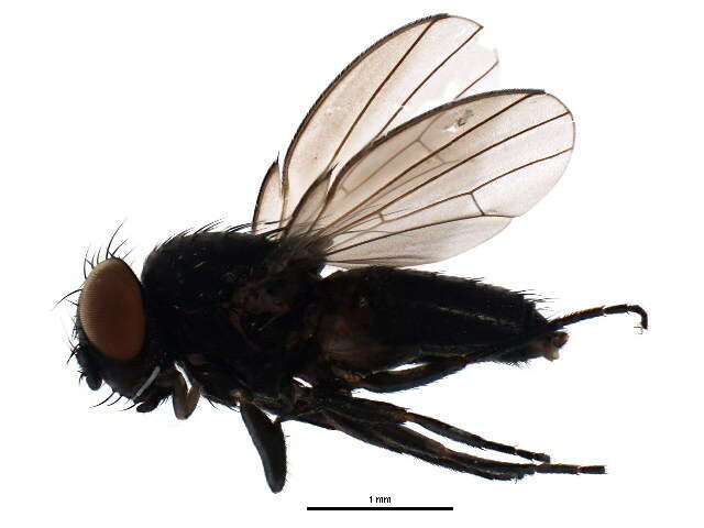 Image of Pholeomyia indecora (Loew 1869)