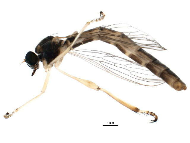 Image of Leptogaster flavipes Loew 1862