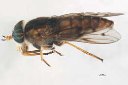 Image of Hybomitra lasiophthalma (Macquart 1838)