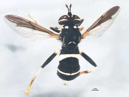 Image of Spilomyia sayi (Goot 1964)